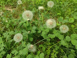 草地上的蒲公英