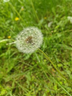 草地上的蒲公英