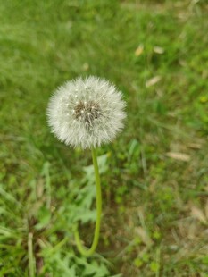 草地上的蒲公英