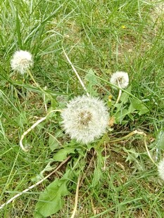 草地上的蒲公英