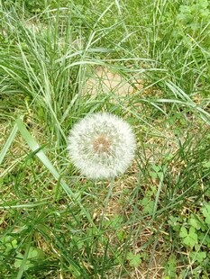 草地上的白色蒲公英
