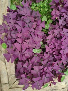 紫叶酢浆草特写