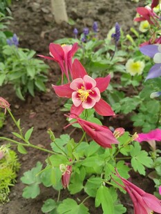 娇艳耧斗菜花绽放