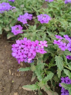 紫色小花绽放于绿叶间