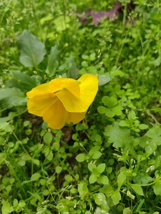 黄色小花绽放于绿叶间