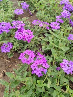 紫色花卉绽放于绿叶间