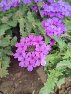 紫色小花绽放于绿叶间