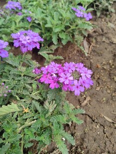 紫色小花绽放于泥土间