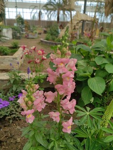 温室中绽放的粉色花卉