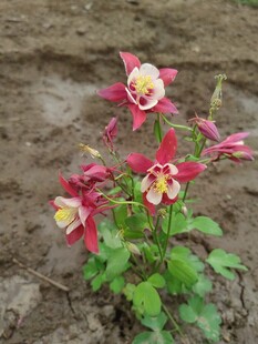 娇艳耧斗菜绽放于泥土间