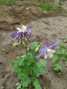 紫色耧斗菜绽放于泥土间