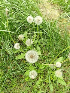 草地上的白色蒲公英