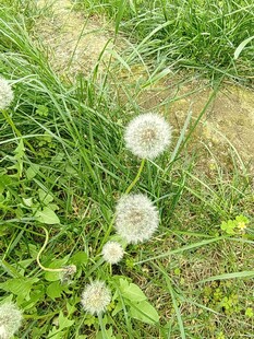 草地上的蒲公英