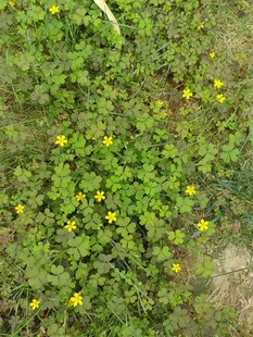 草地上的黄色小花绽放