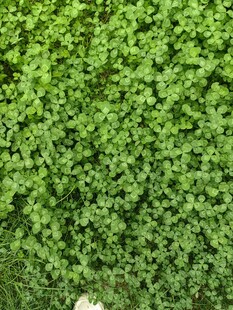 翠绿繁茂的苔藓植物