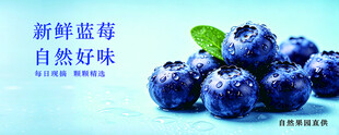 蓝莓  水果  