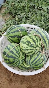 筐中新鲜西瓜