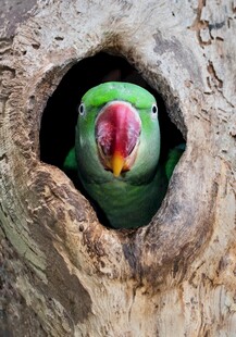 树洞中探出头的彩色鹦鹉