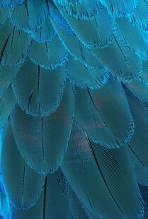 蓝绿色羽毛特写