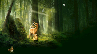 森林中漫步的老虎