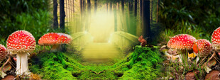 森林中的奇幻蘑菇景观