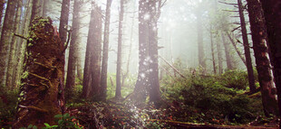 迷雾森林中的静谧林间小道