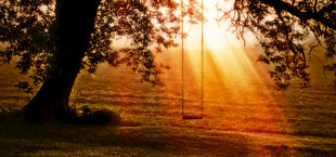 阳光透过树枝洒下的美景