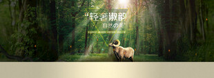 森林中的梦幻鹿群