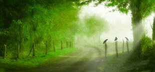 林间幽径绿意盎然的风景