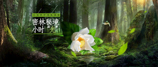 森林中的白色花朵