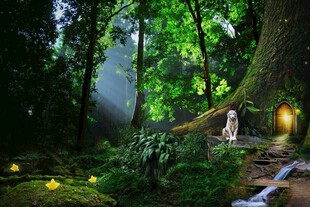 梦幻森林中的神秘女子