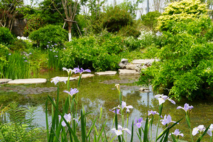 宁静花园中的美丽水景