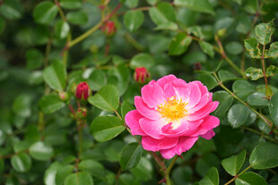 娇艳粉色蔷薇绽放