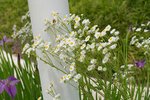 白色小花与紫色花卉相伴
