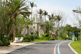 城市中的静谧林荫道路
