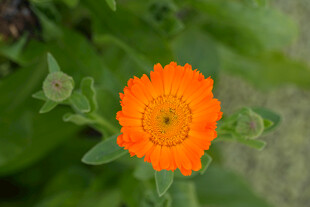 橙色金盏花特写