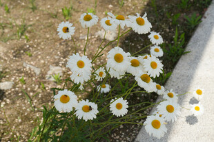 路边绽放的清新小雏菊