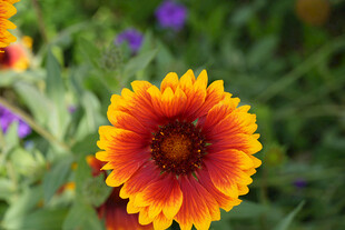 艳丽天人菊绽放于自然