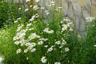 石墙边绽放的小白菊