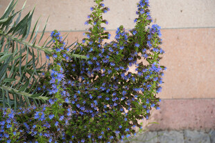 蓝花绿植特写