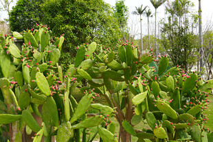 翠绿仙人掌植物景观