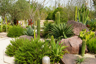 户外多肉植物景观