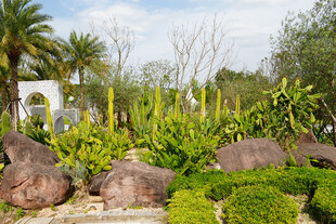 花园中的绿植与独特石块