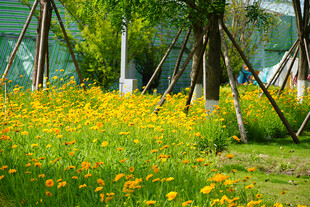 春日黄花烂漫的公园景色