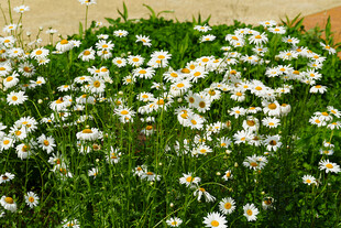 一片清新绽放的小雏菊