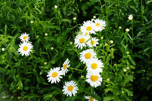 清新雏菊绽放于绿丛中