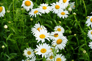 田野中的清新小白菊