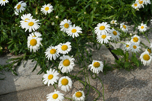 路边绽放的清新小雏菊