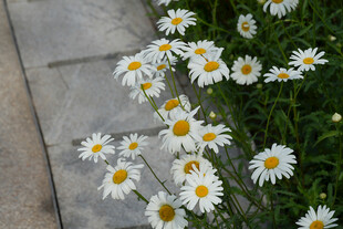 小径旁绽放的清新小雏菊