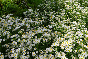 白色小花铺满绿色草地